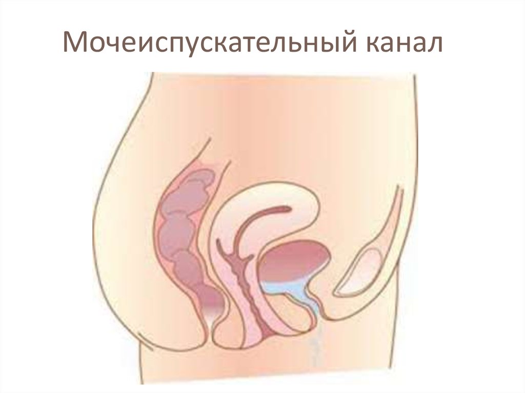Мочеиспускательный канал