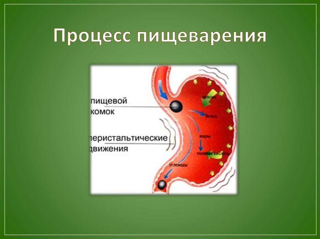 Как происходит пищеварение у человека пошагово подробно с фото