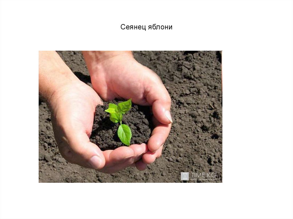 Сеянец яблони