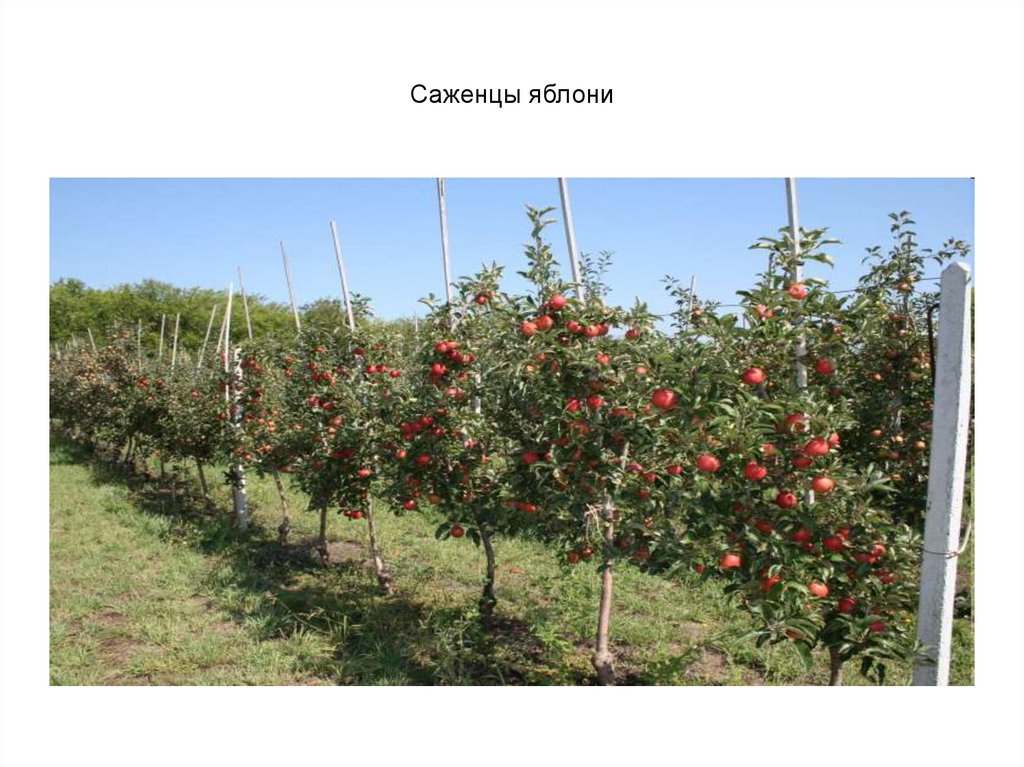 Саженцы яблони
