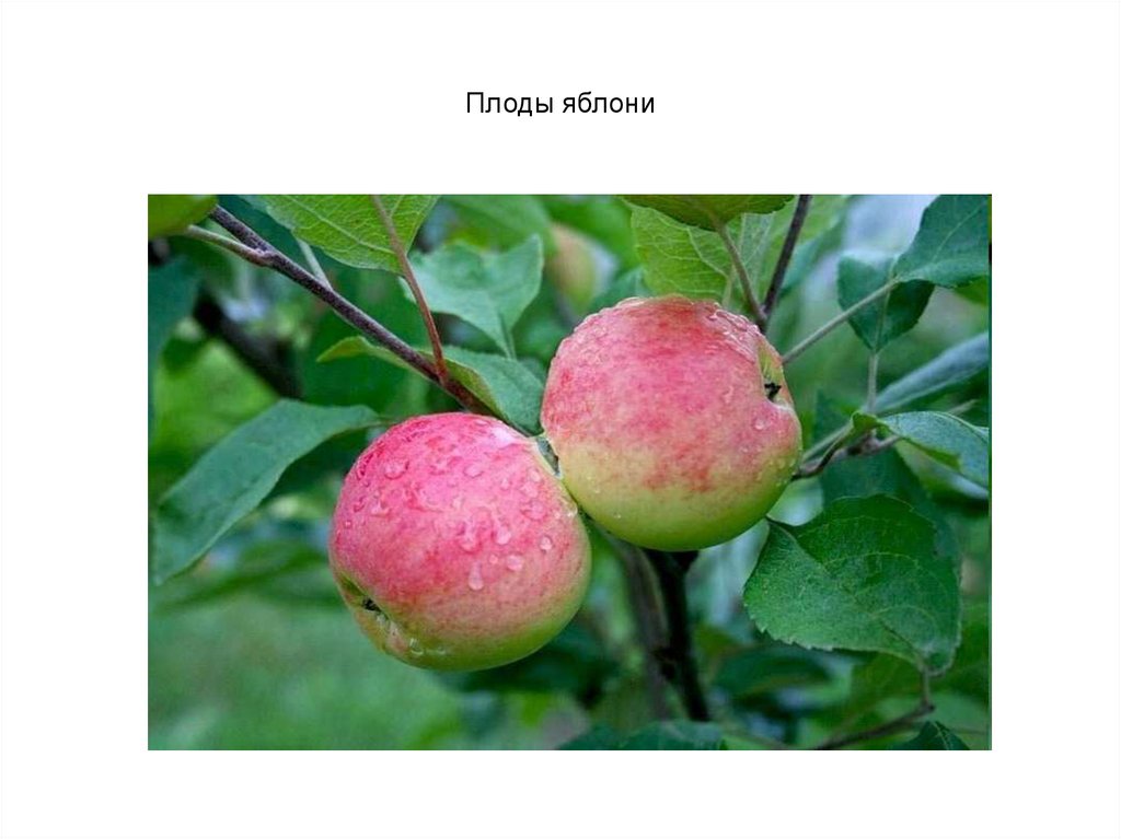 Плоды яблони