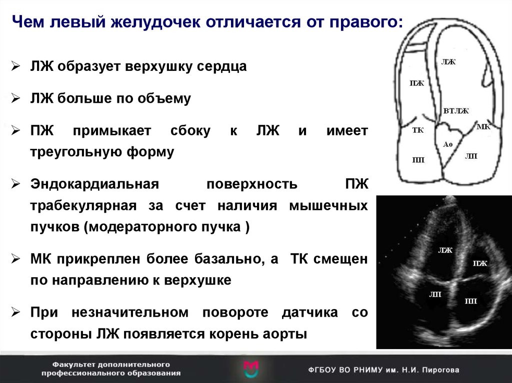 Сегменты сердца на узи схема