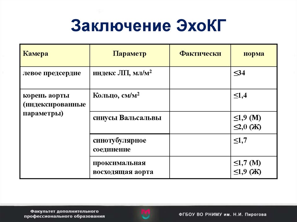 Протокол эхокг образец