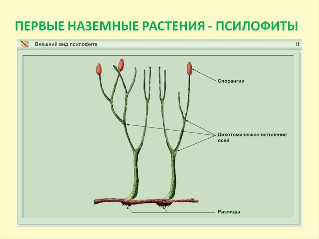 Первые наземные растения. Псилофиты и риниофиты. Отдел псилофиты. Первые наземные растения псилофиты. Псилофиты и риниофиты строение.