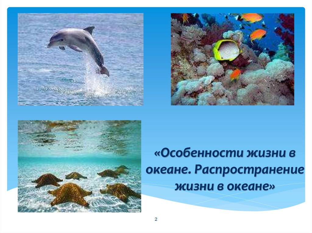 Особенности жизни в океане. Распространение жизни в мировом океане. Особенности распространения жизни в океане. Проект на тему жизнь в океане.