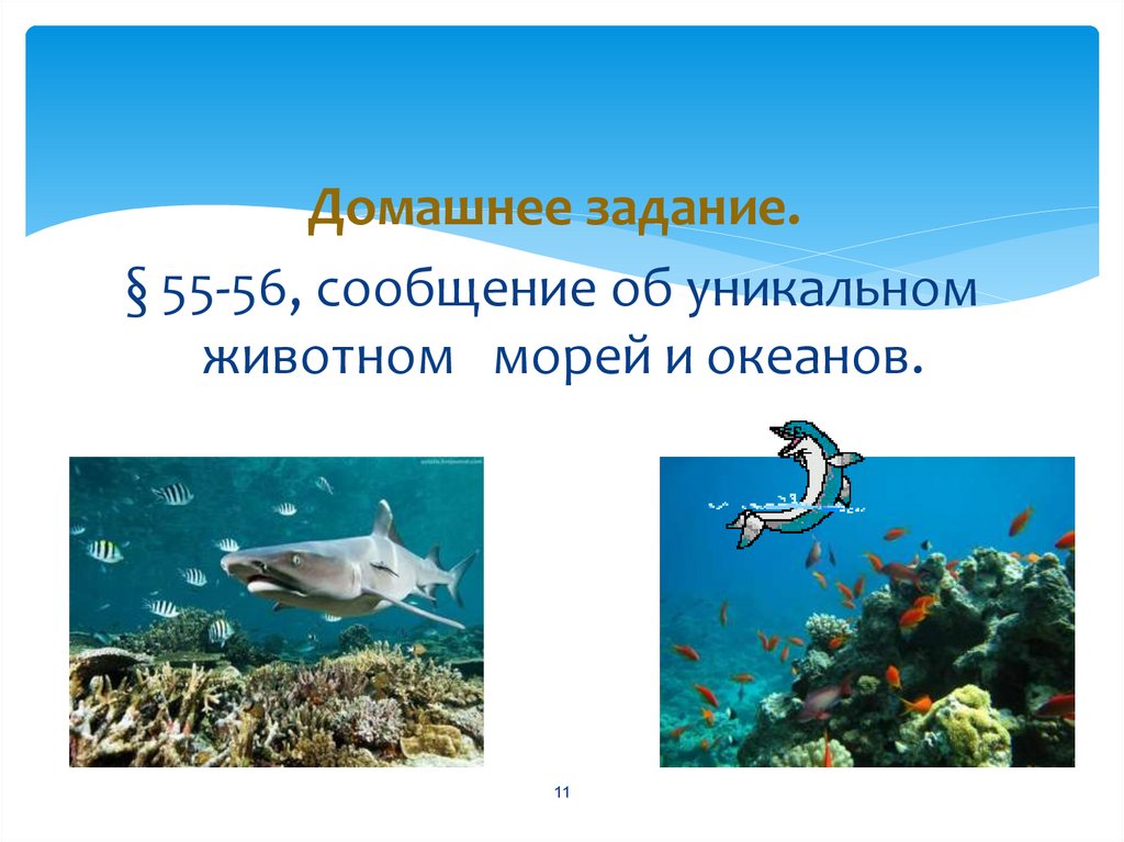 Презентация жизнь в океане 6 класс. Морские животные картинки.