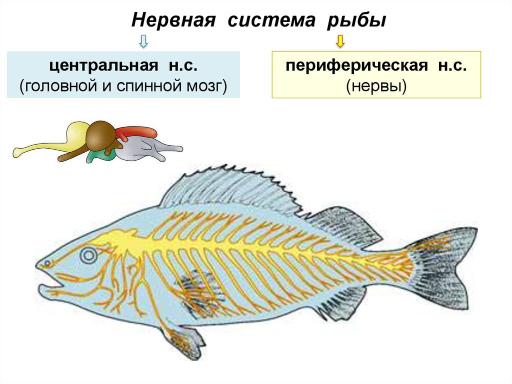 Строение мозга костных рыб