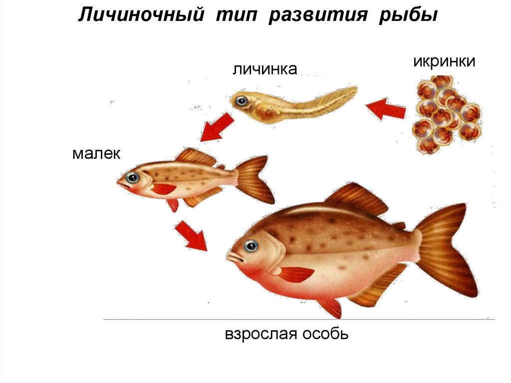 Схема развития рыбы