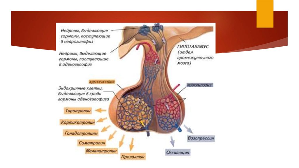 Мр картина диффузно неоднородной структуры гипофиза