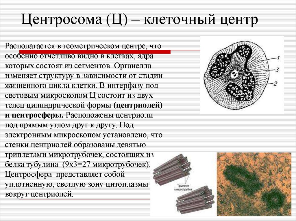 Строение клеточного центра