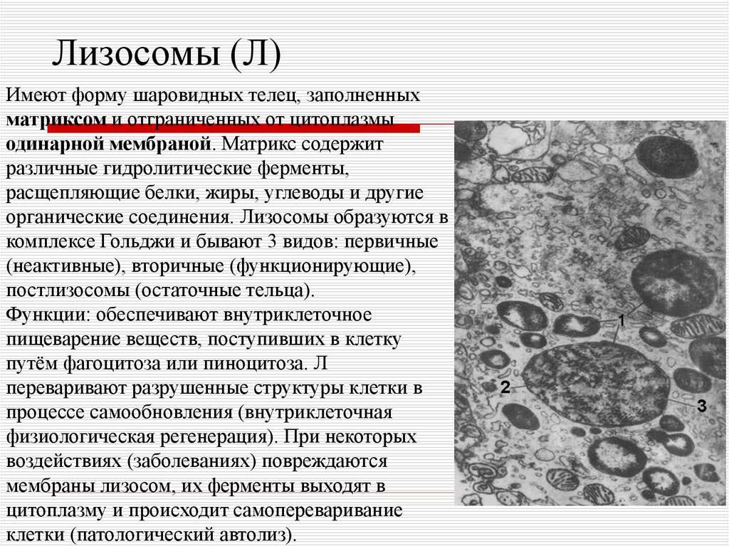 Ферменты для первичных лизосом. Автолиз лизосом. Вторичные лизосомы функции. Повреждение мембран лизосом. Первичная лизосома.