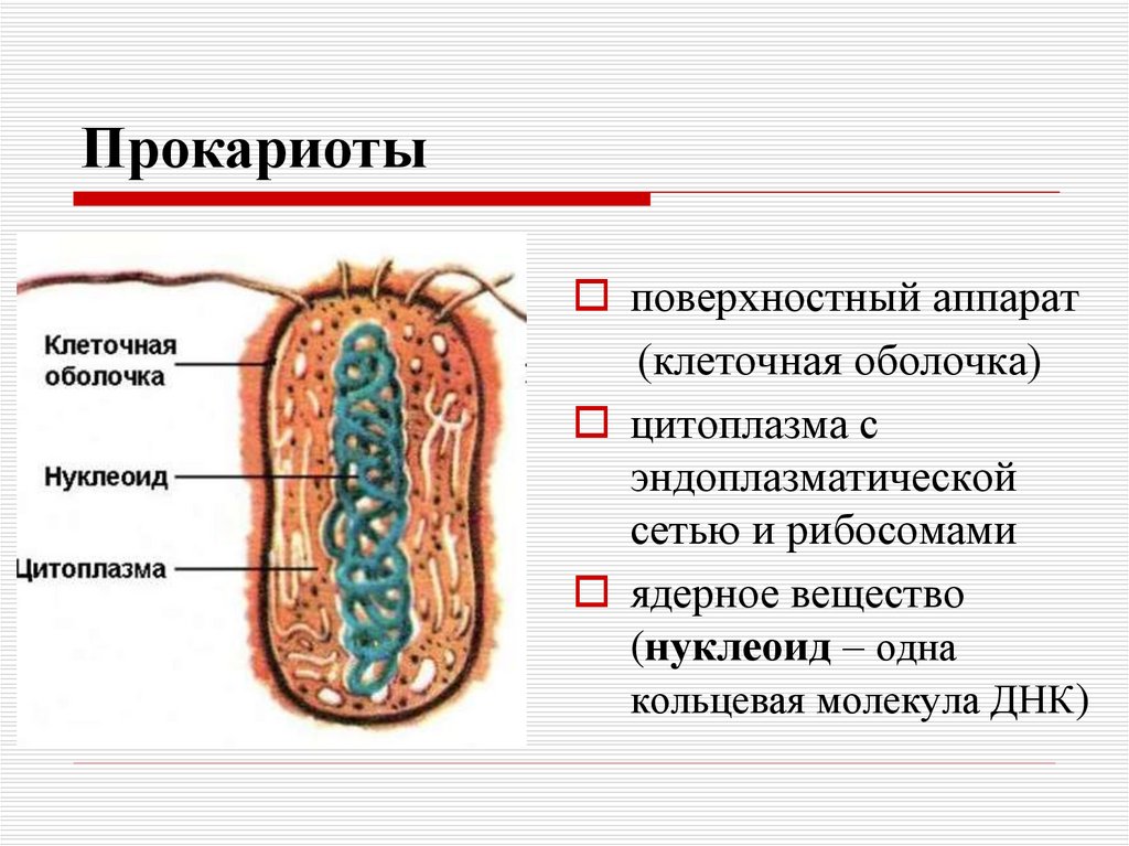 Ядро прокариотов содержит. Прокариоты. Строение прокариот. Прокариотическая клетка. Строение клетки прокариот.