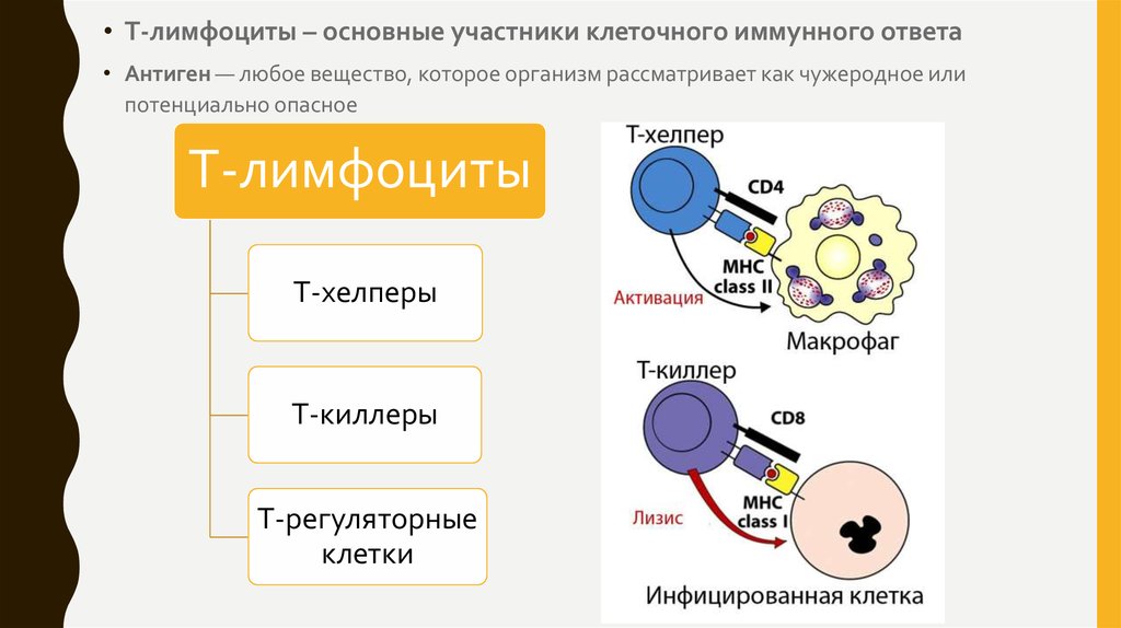 В реакциях иммунного ответа участвуют. Т лимфоциты клеточный иммунитет. Клеточный иммунный ответ т-лимфоциты. Клетки, участвующие в реакциях клеточного иммунного ответа. Клетки участвующие в клеточном иммунном ответе.