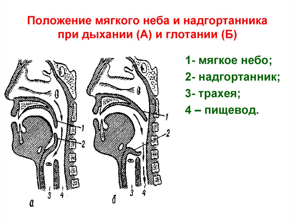 Глотка неба. Положение мягкого неба и надгортанника. Положение надгортанника при дыхании и глотании. Положение мягкого неба и надгортанника при дыхании и глотании. Положение мягкого неба при дыхании.