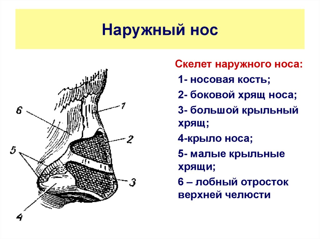 Хрящи в носу схема