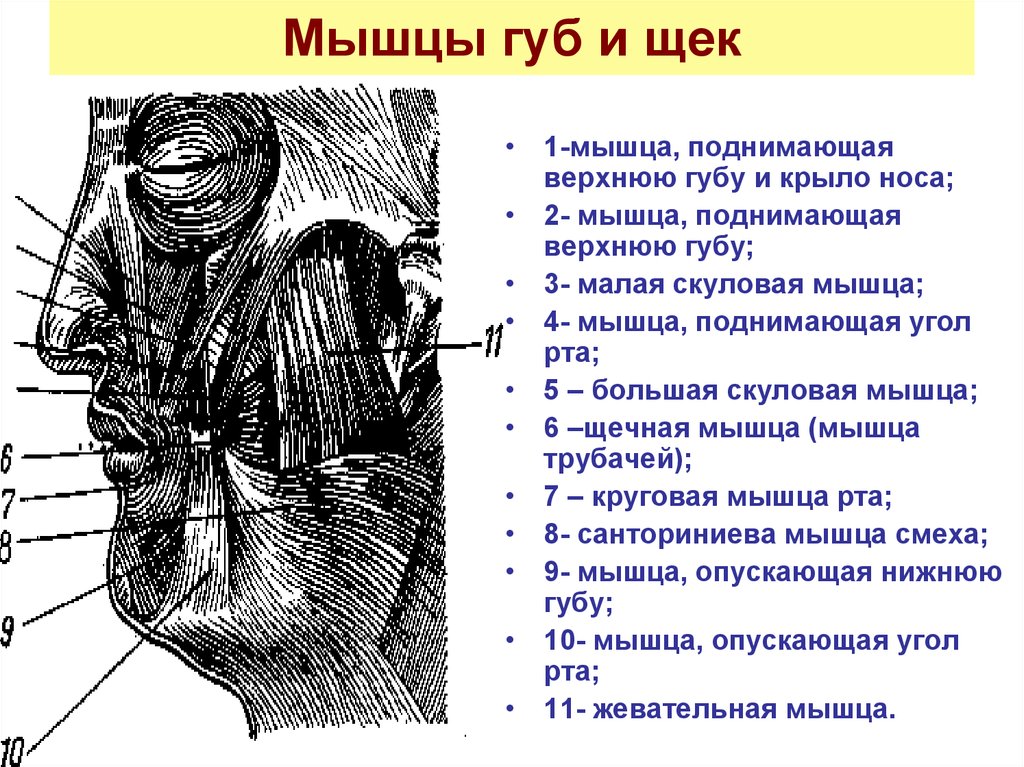 Мышца поднимающая верхнюю губу. Мышца поднимающая верхнюю губу и крыло носа.