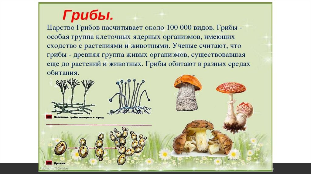 Дайте характеристику царства грибы