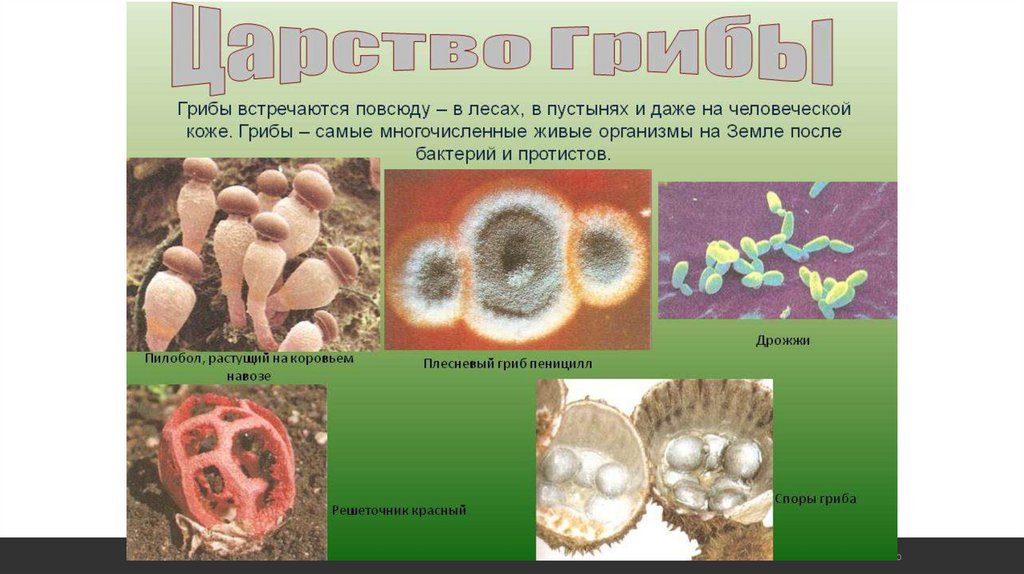 Бактерии грибы составляют