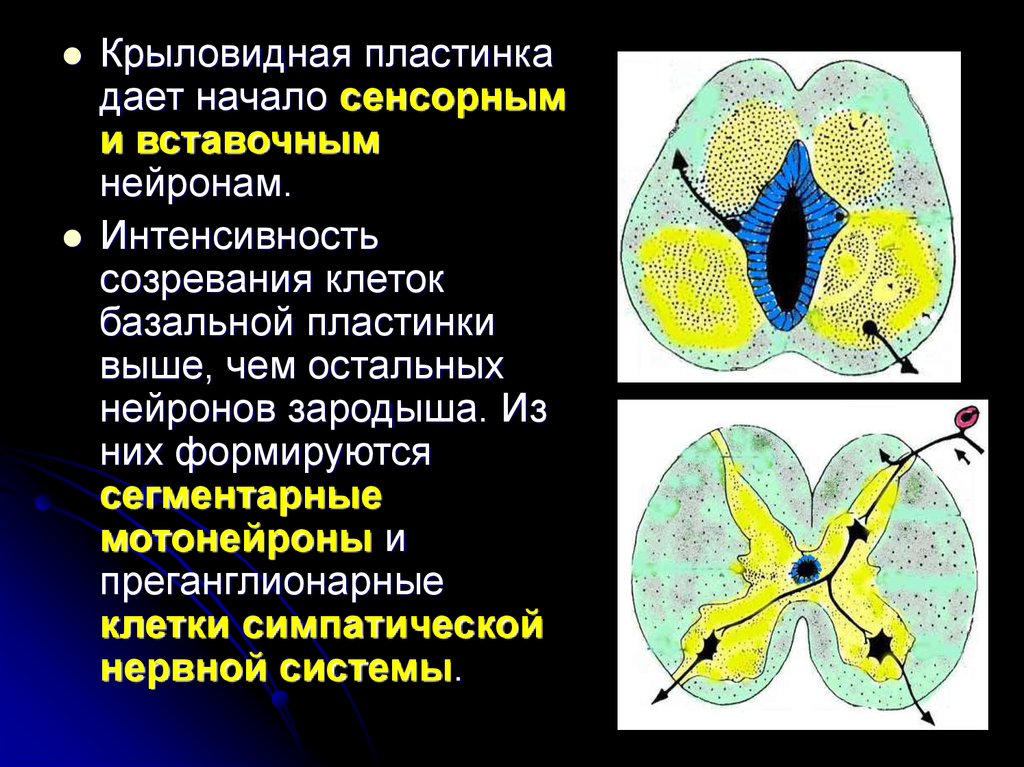 Нервная пластинка. Крыловидная пластинка. Крыловидная и базальная пластинки. Крыловидная пластинка нервной трубки. Локализация базальной пластинки.