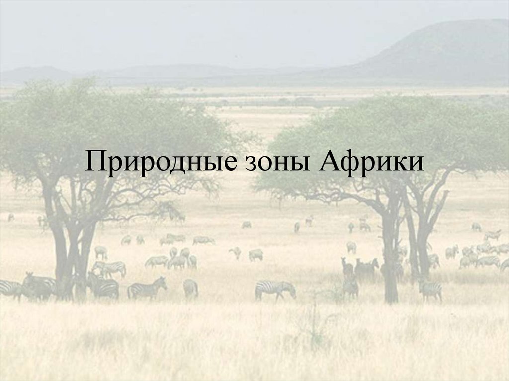 Природные зоны африки. 1.Природная зона Африки. Природные зоны Африки проект. Природные зоны Африки 7 класс. Средиземноморская природная зона Африки.