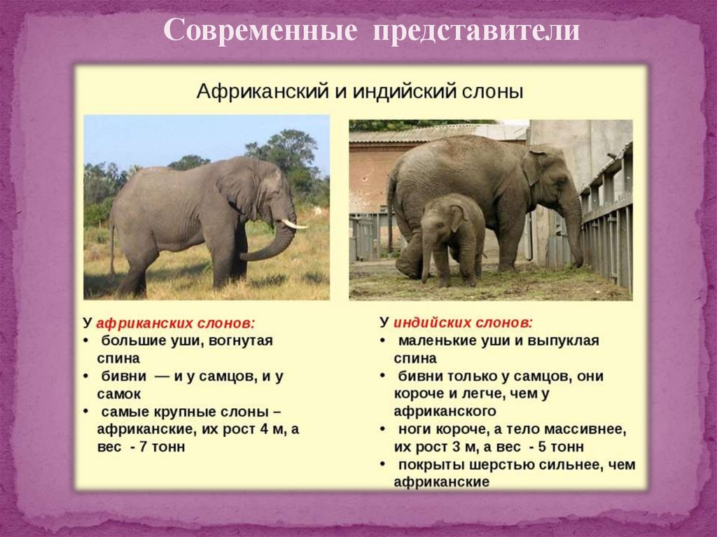 Слон рассказ 1 класс окружающий мир. Африканские и индийские слоны. Описание слона. Африканский слон. Африканские слоны описание.