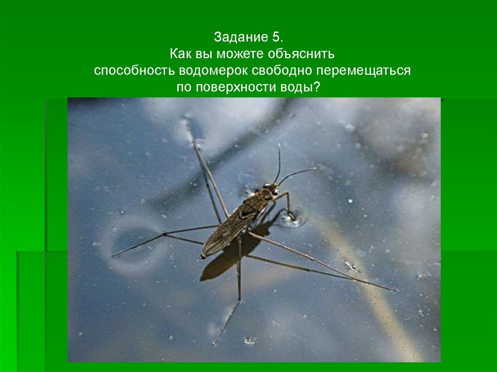 Какой тип развития характерен для водомерки