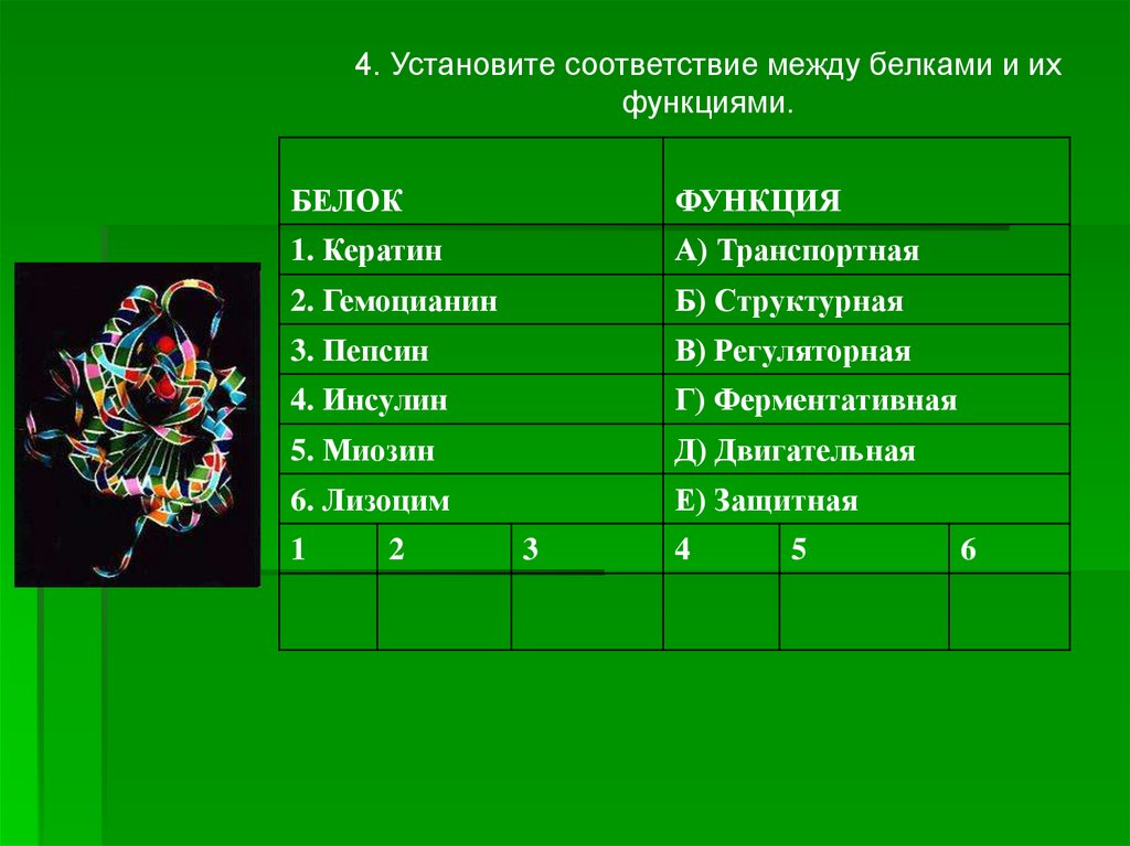 Установите соответствие белка. Соответствие между белками и их функциями. Установите соответствие между белками и функциями. Установить соответствие белки. Установи соответствие между белками и их функцией.