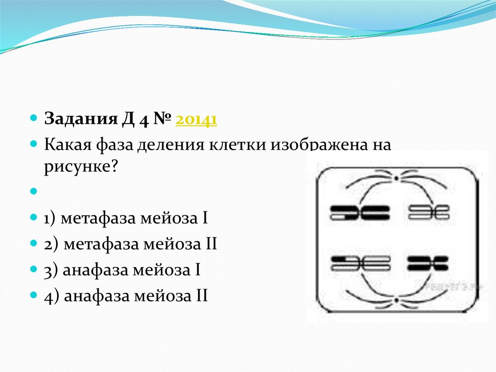 Одна из фаз деления клетки 7 букв