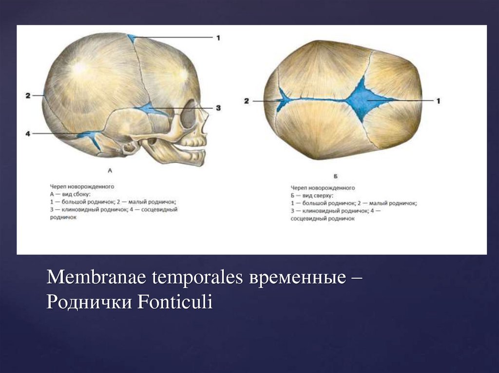 Что значит роднички. Роднички черепа новорожденного. Роднички у детей анатомия. Родничок вид соединения. Клиновидный и сосцевидный роднички.