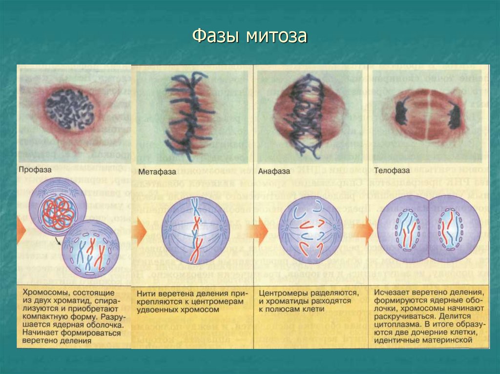 Изучение фаз митоза на фиксированном препарате метод. Фазы деления клетки кратко. Фазы митоза 10 класс. Фазы митоза схема. Фаза митоза профаза процессы.