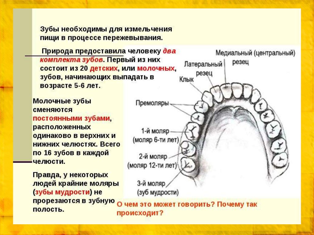 Как какие зубы называются. Зубы человека. Название зубов. Челюсть название зубов. Зубной ряд название зубов.