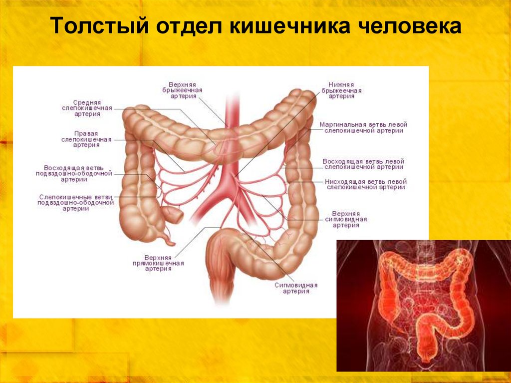 Толстая кишка человека