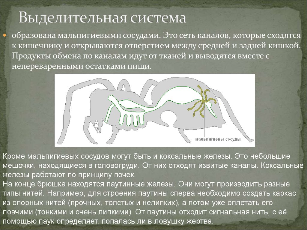 Выделительная нервная система. Выделительная система мальпигиевы сосуды. Выделительная система представлена мальпигиевыми сосудами. Коксальные железы и мальпигиевы сосуды. Строение мальпигиевых сосудов.