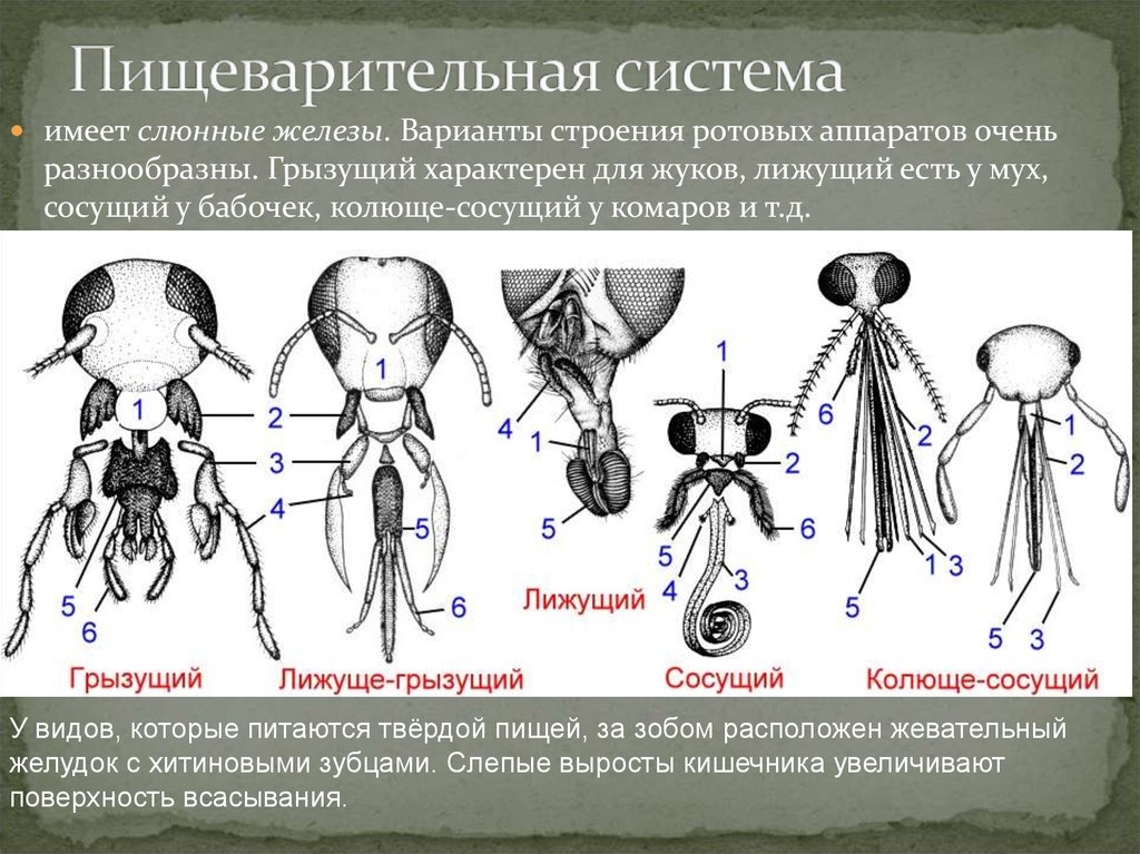 Почему строения. Типы ротовых аппаратов насекомых таблица. Колюще-сосущий ротовой аппарат строение. Строение колюще сосущего аппарата. Типы ротовых аппаратов насекомых строение.