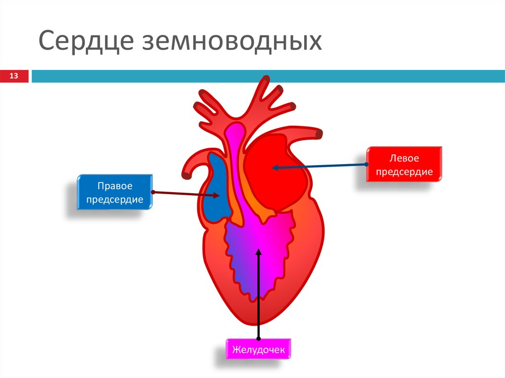 Камеры сердца у рептилий. Схема строения сердца земноводных. Схема строения сердца лягушки. Строение сердца амфибий. Строение сердца земноводные рисунок.