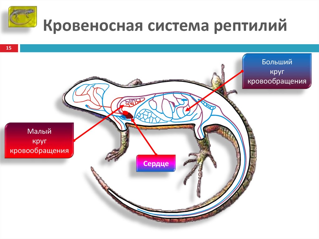Смешанная кровь у рептилий. Круги кровообращения рептилий схема. Схема строения кровеносной системы ящерицы. Класс пресмыкающиеся кровеносная система. Круги кровообращения ящерицы схема.