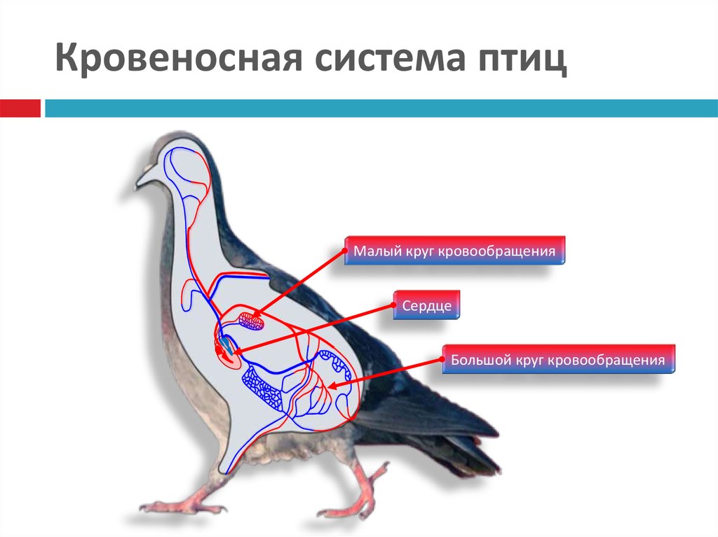 Схема кровообращения птиц. Кровеносное строение птиц. Кровеносная система птиц схема. Схема строения кровеносной системы птиц. Малый круг кровообращения у птиц.
