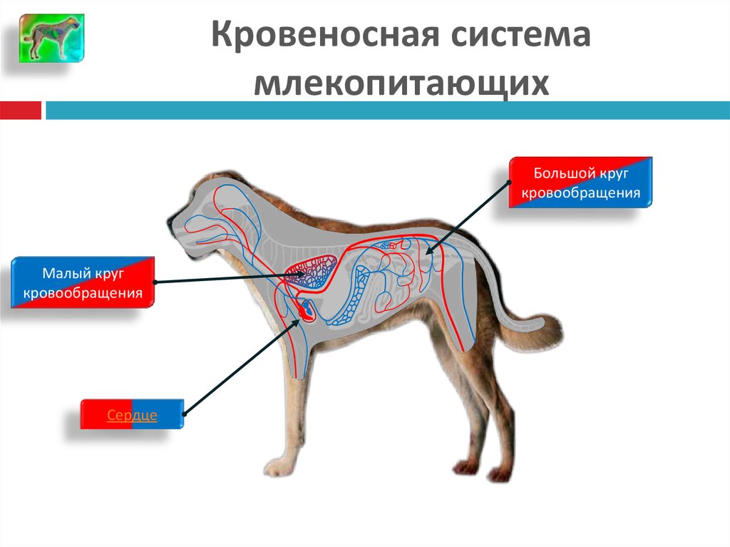 Млекопитающие кровообращение и дыхание. Кровеносаясисема система млекопитающих. Кровеносная система собаки схема. Внутреннее строение млекопитающих кровеносная система. Схема кровеносной системы млекопитающих 7 класс.
