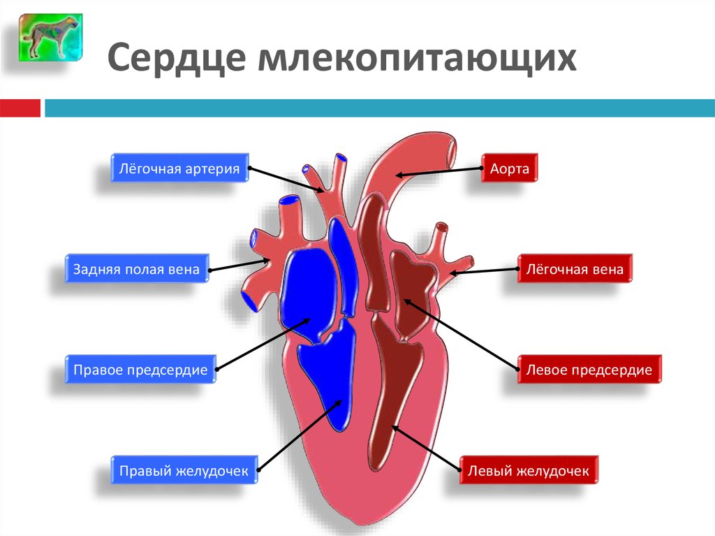 У каких животных четырехкамерное. Схема строения сердца и кровеносной системы млекопитающих. Строение сердца млекопитающих. Структура сердца млекопитающих. Внутреннее строение сердца млекопитающих.