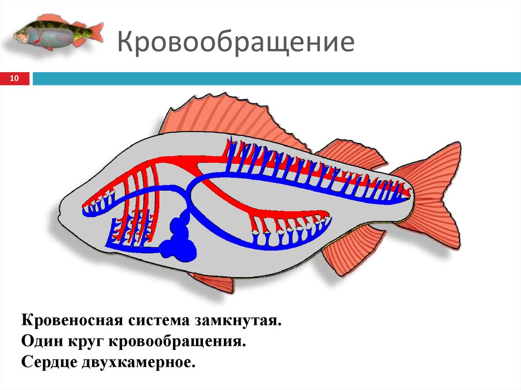 Таблица типы кровеносных систем незамкнутая. Система кровообращения рыб. Замкнутая кровеносная система схема рыбы. Схема замкнутой и незамкнутой кровеносных систем. Кровеносная система позвоночных рыб.