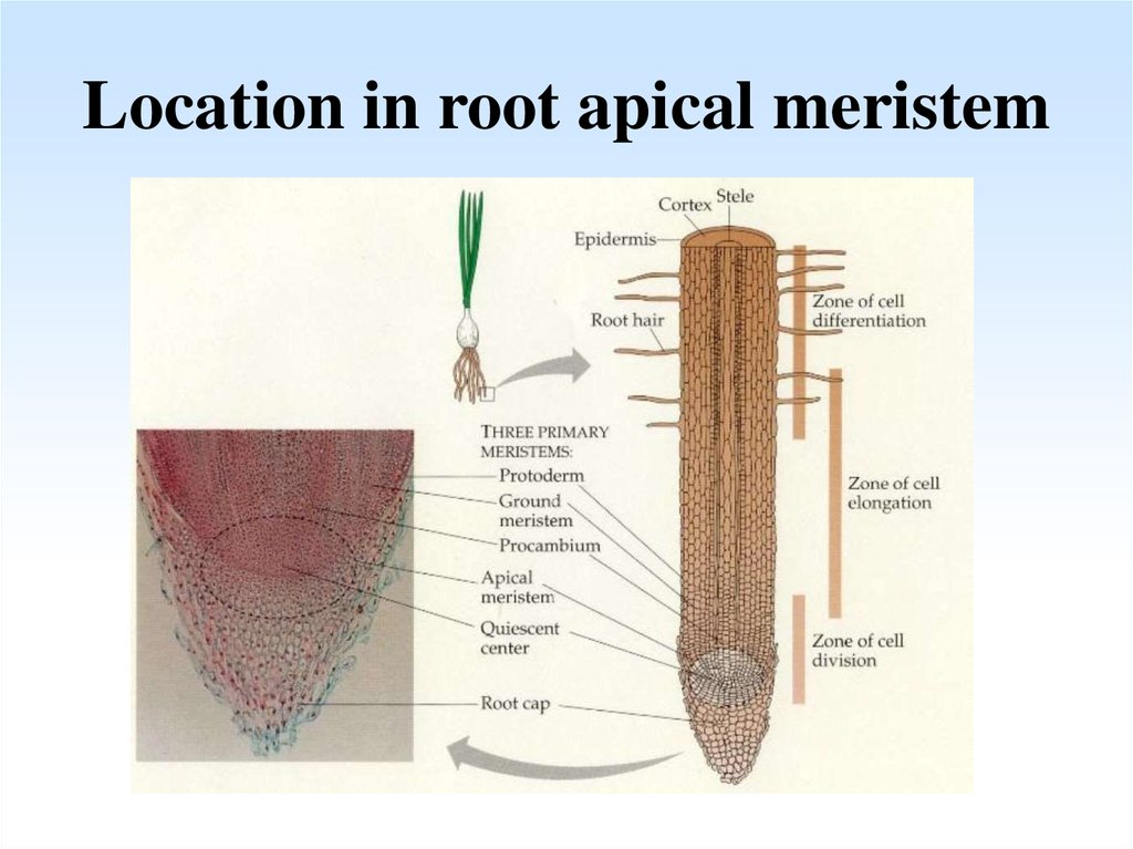 primary-meristems-online-presentation