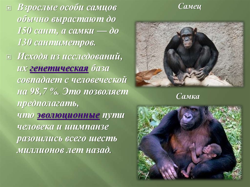 Шимпанзе подобрать прилагательное. Шимпанзе экологический критерий. Шимпанзе рост. Шимпанзе рост и вес. Шимпанзе красная книга.