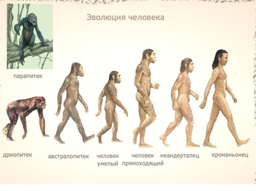 Этапы эволюции человека австралопитек. Человек умелый прямоходящий разумный таблица. Эволюция развития человека дриопитек. Стадии развития человека австралопитек. Стадии развития человека дриопитек.