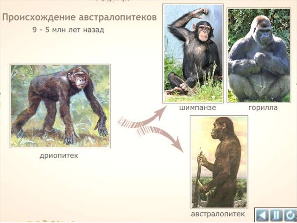 Дриопитек австралопитек. Гипотезы происхождения человека 11 класс. Гипотезы происхождения человека 11 класс биология. Дриопитек это в биологии. Древние люди дриопитеки