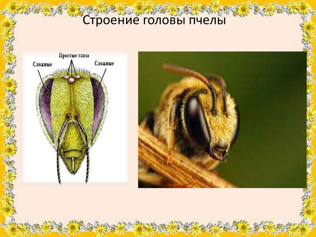 Какая голова пчел. Строение пчелы медоносной. Строение головы пчелы. Строение глаза пчелы. Строение головы пчелы медоносной.