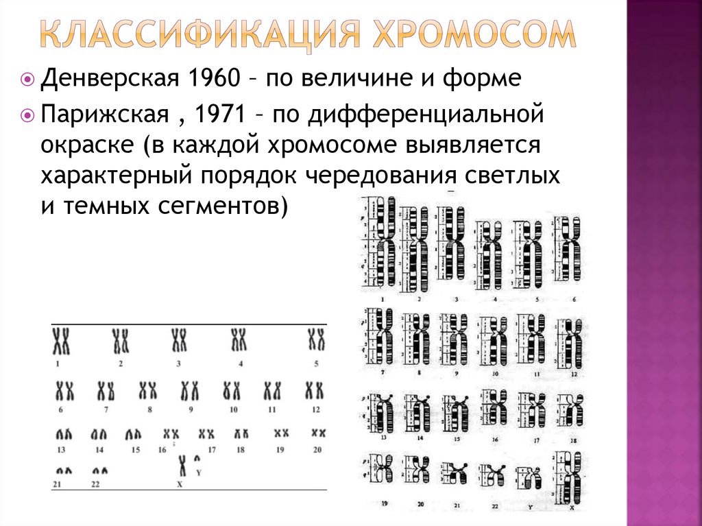 Таблица хромосом. Денверская и Парижская классификация хромосом человека. Парижская номенклатура хромосом человека. Денверская классификация хромосом схема. Денверская и Парижская классификация хромосом человека таблица.