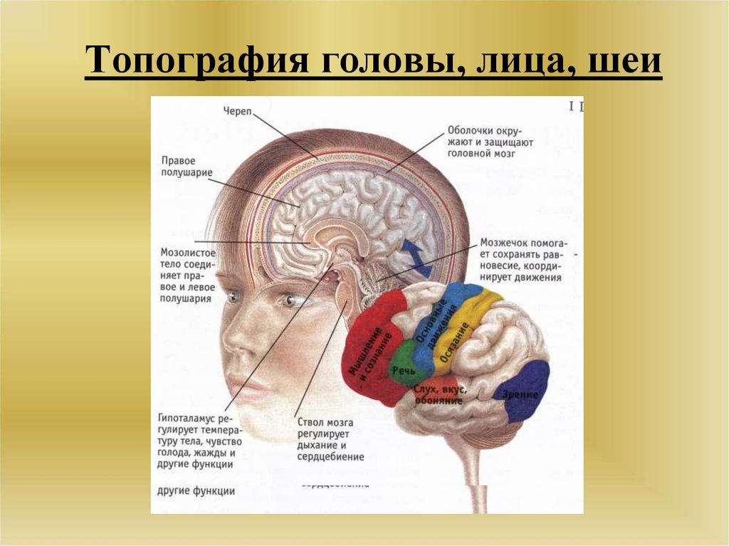 Болезни мозга названия. Топография мозга. Заболевания в голове название. Строение головы.
