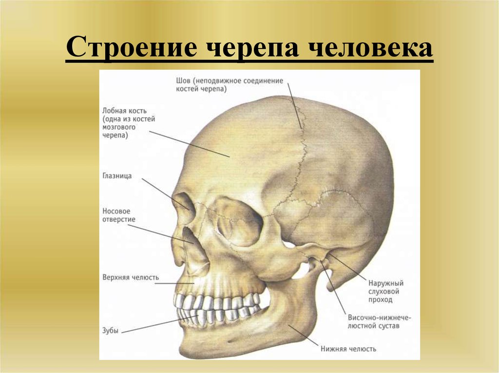 Строение черепа человека