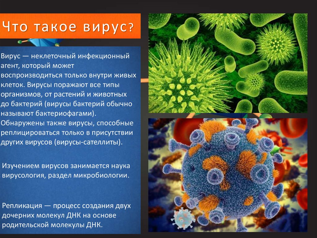 Вирусы основная информация. Вирусология. Вирусы биология. Наука о вирусах. Вирусы микробиология.