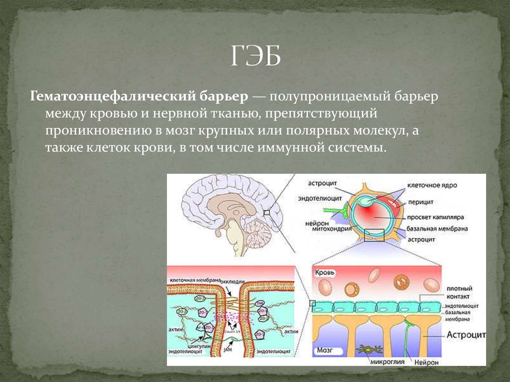 Строение гематоэнцефалического барьера схема